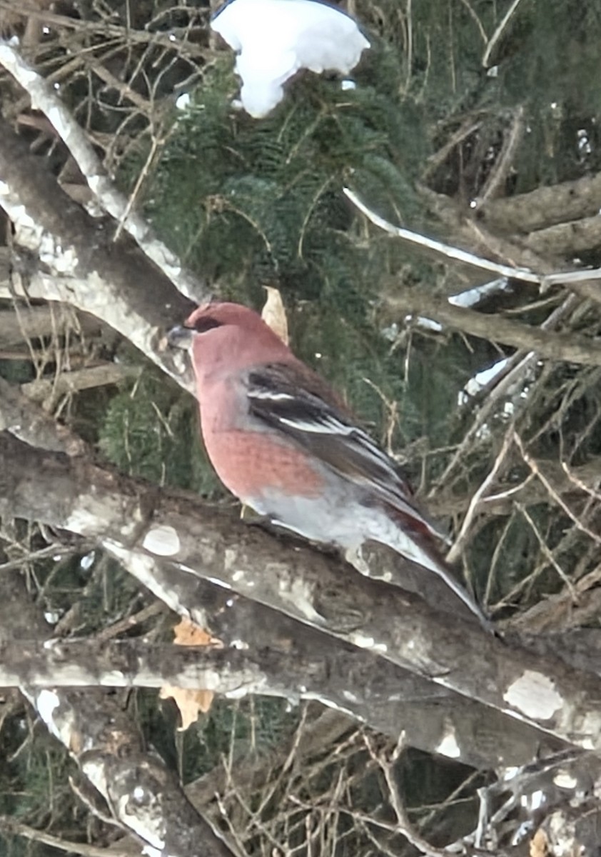 Pinu-gailupa - ML646426384