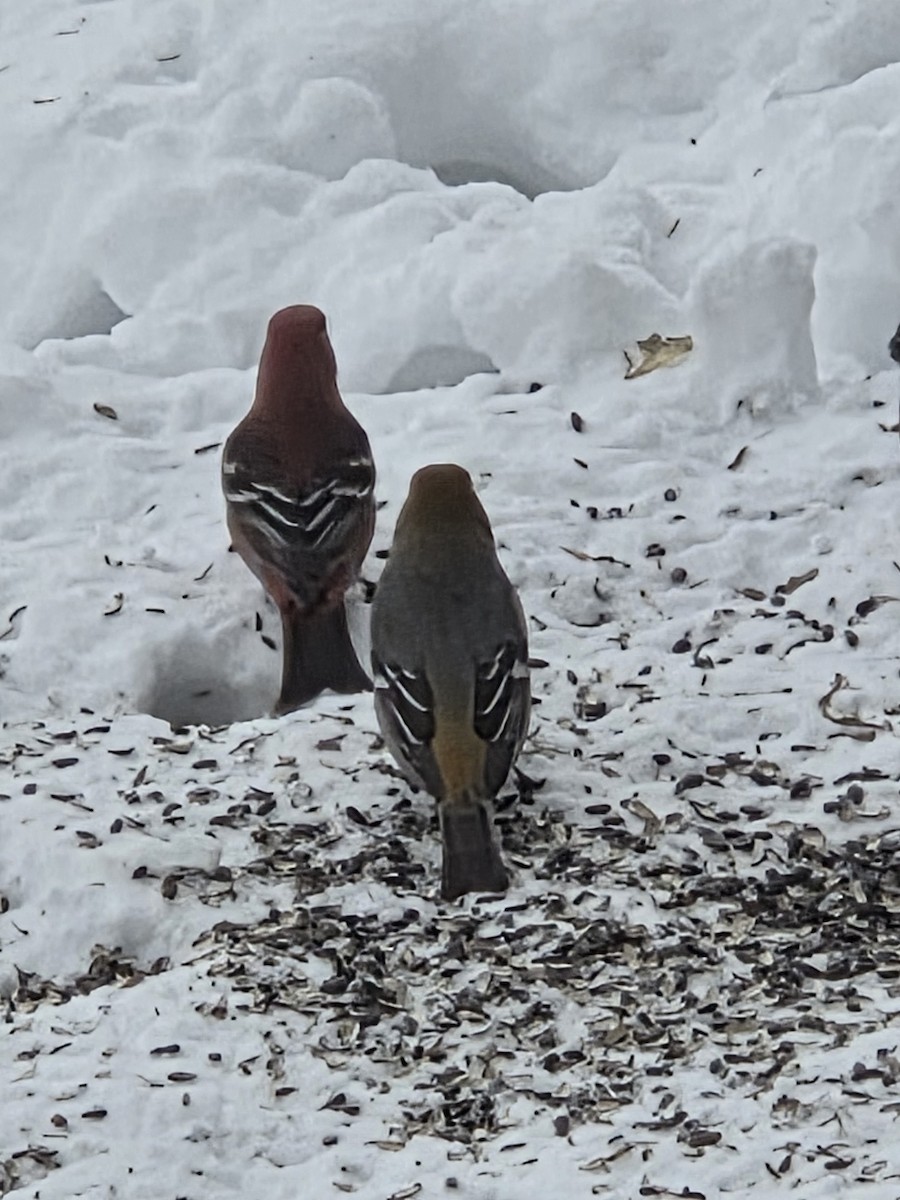 Pinu-gailupa - ML646426385