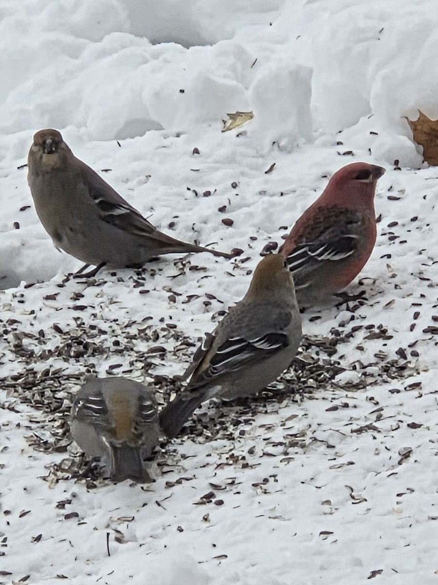 Pinu-gailupa - ML646426386