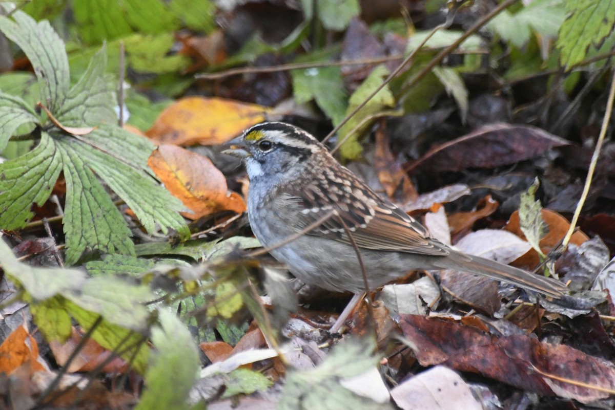 Weißkehlammer - ML646426387