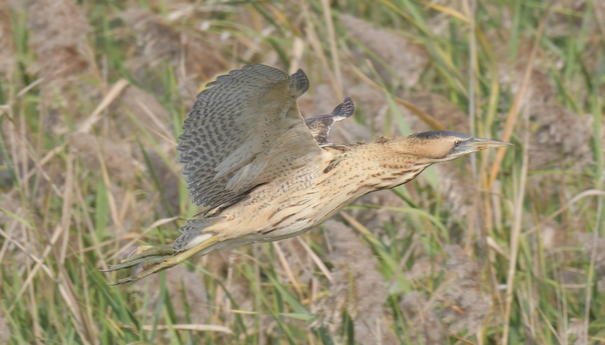 bukač velký - ML646426388