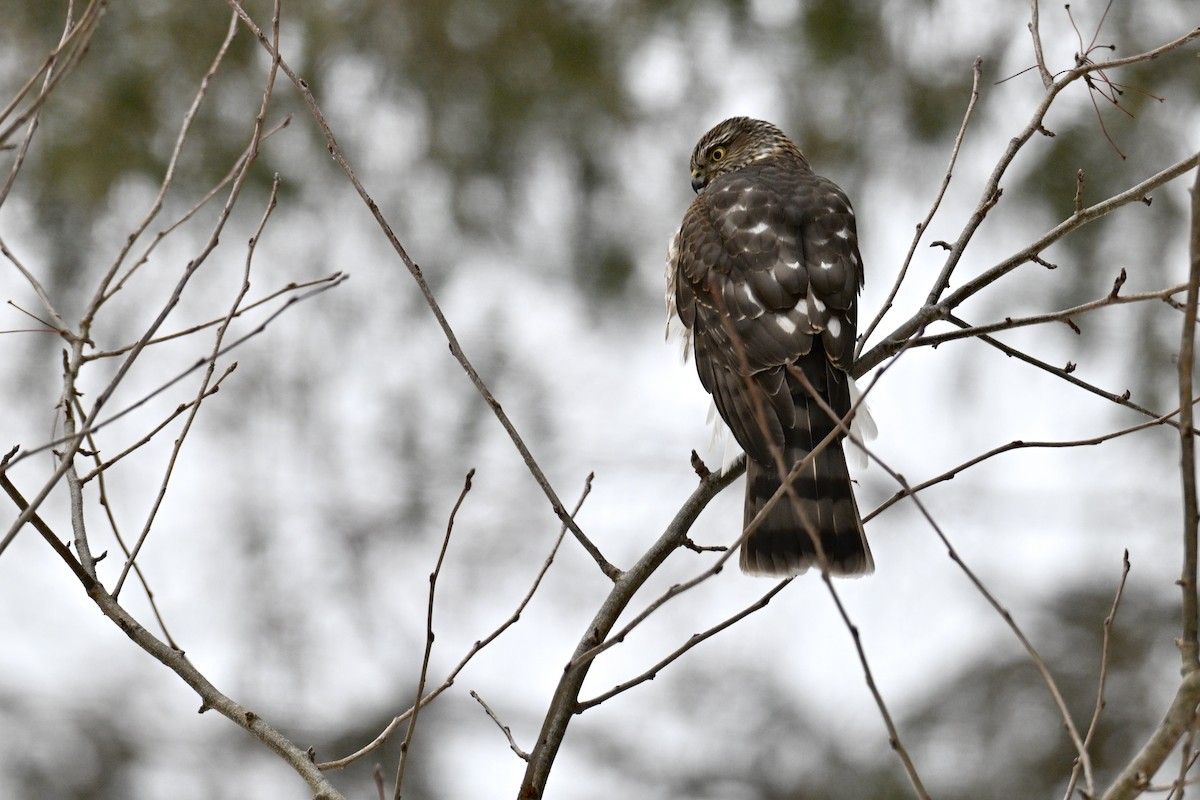 Sharp-shinned Hawk - ML646426389