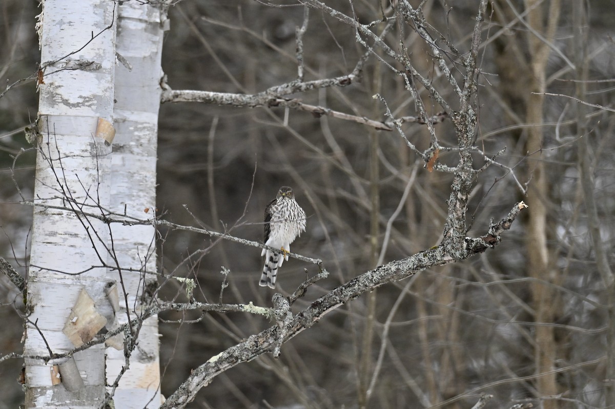 Sharp-shinned Hawk - ML646426390