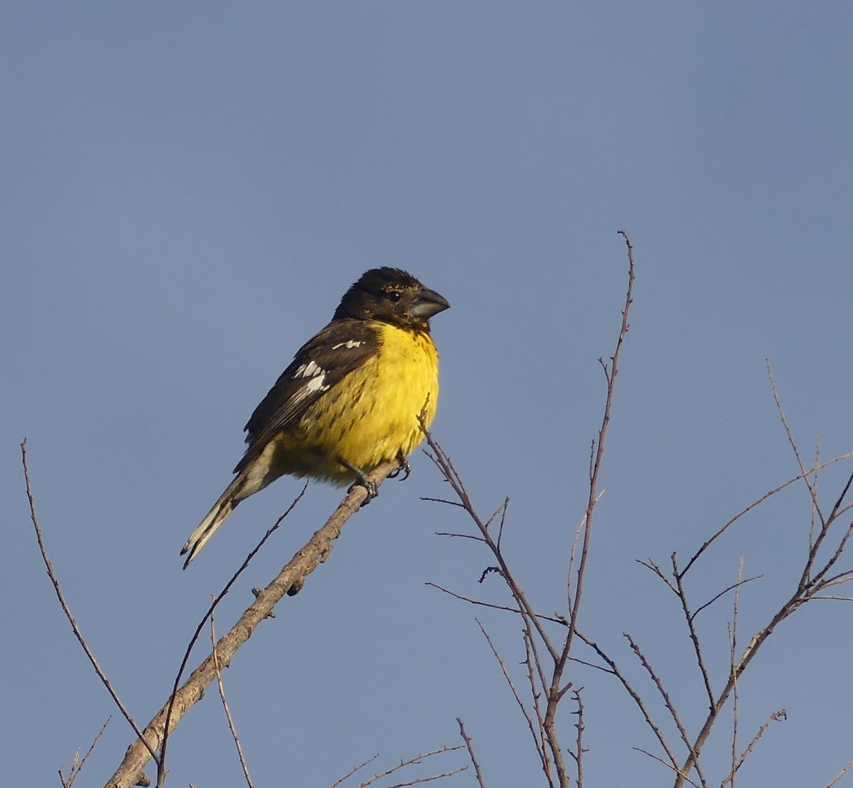 Black-backed Grosbeak - ML646426392
