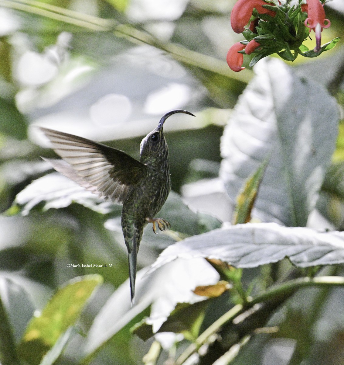 White-tipped Sicklebill - ML646426393