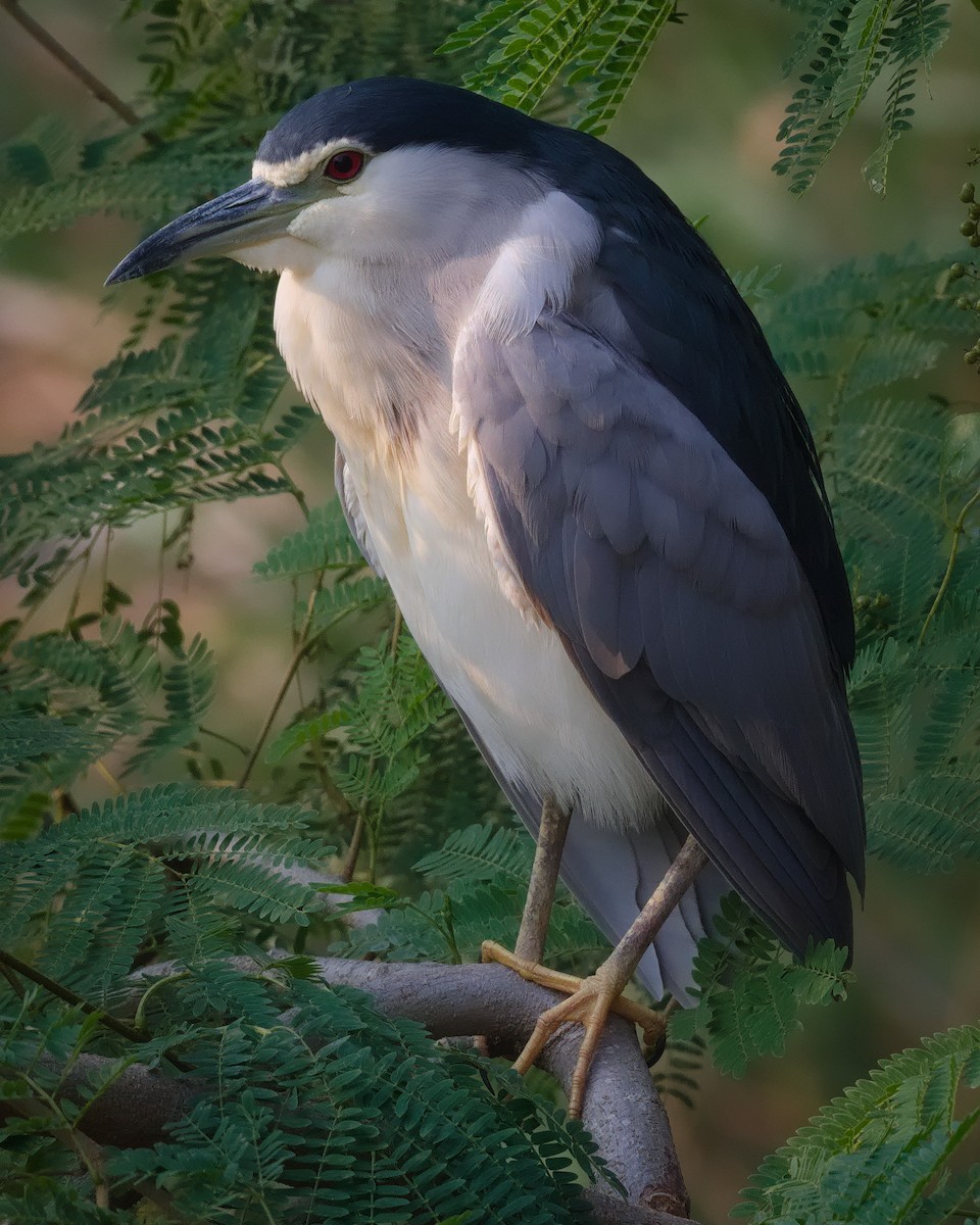 kvakoš noční - ML646426394