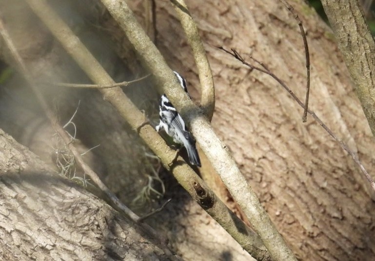 Black-and-white Warbler - ML646426404