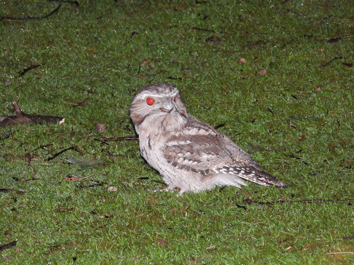 Tasmanian Boobook - ML646426409