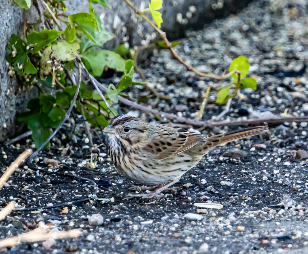 Lincoln's Sparrow - ML646426410