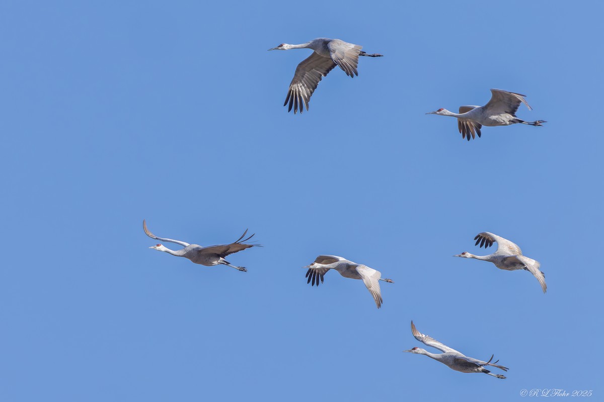 Sandhill Crane - ML646426411