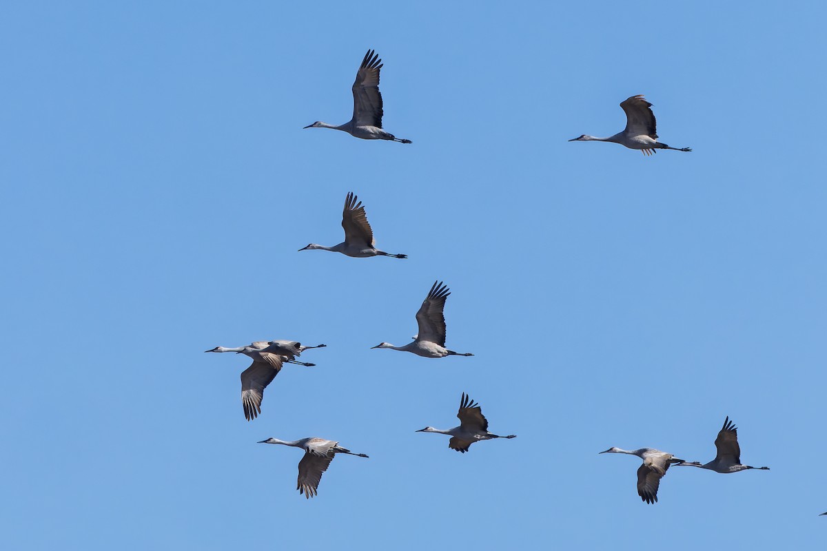 Sandhill Crane - ML646426412