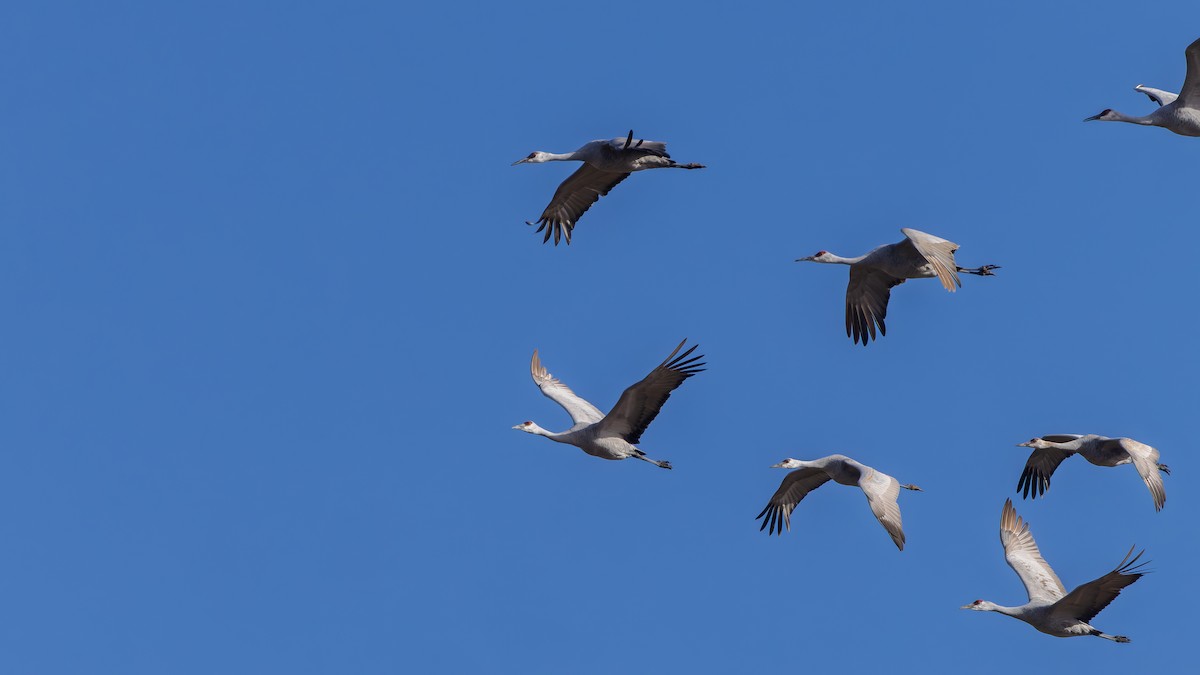 Sandhill Crane - ML646426413