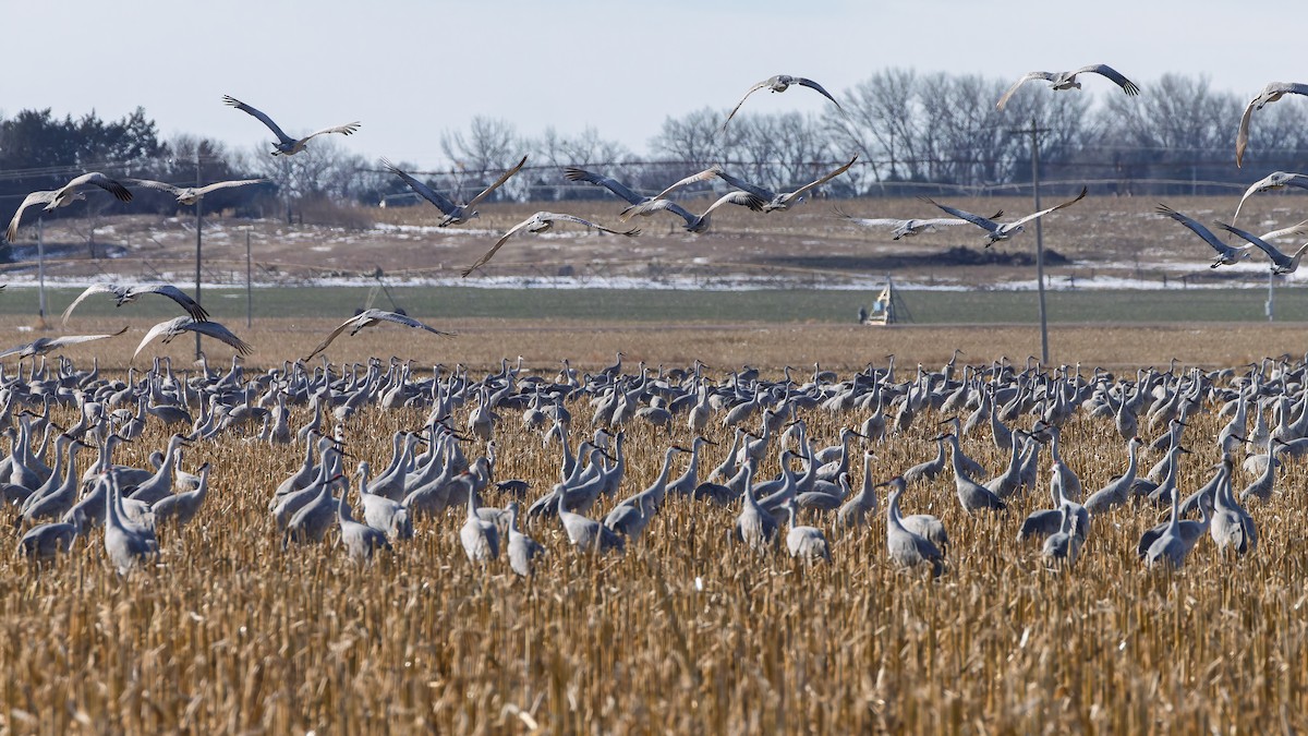 Sandhill Crane - ML646426414