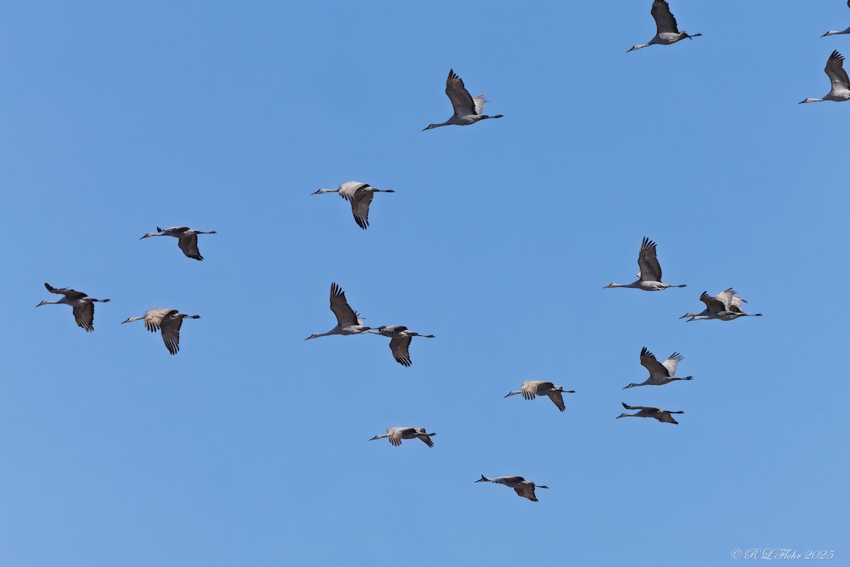 Sandhill Crane - ML646426415