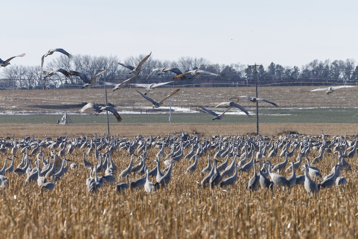 Sandhill Crane - ML646426416