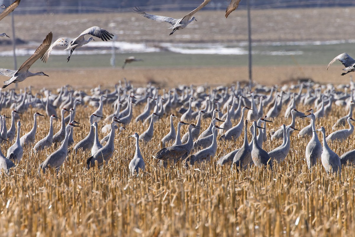 Sandhill Crane - ML646426417