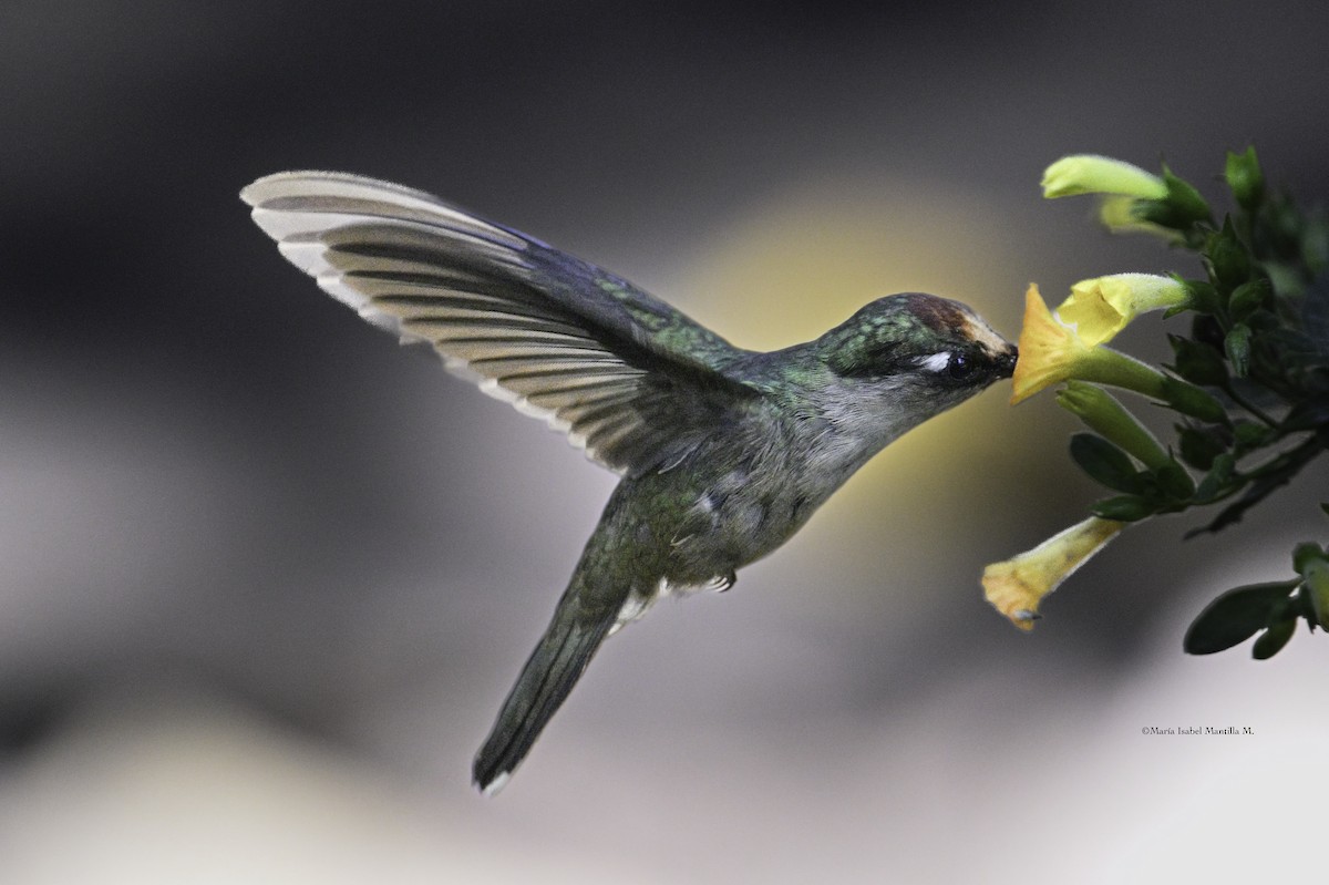 Tolima Blossomcrown - ML646426419