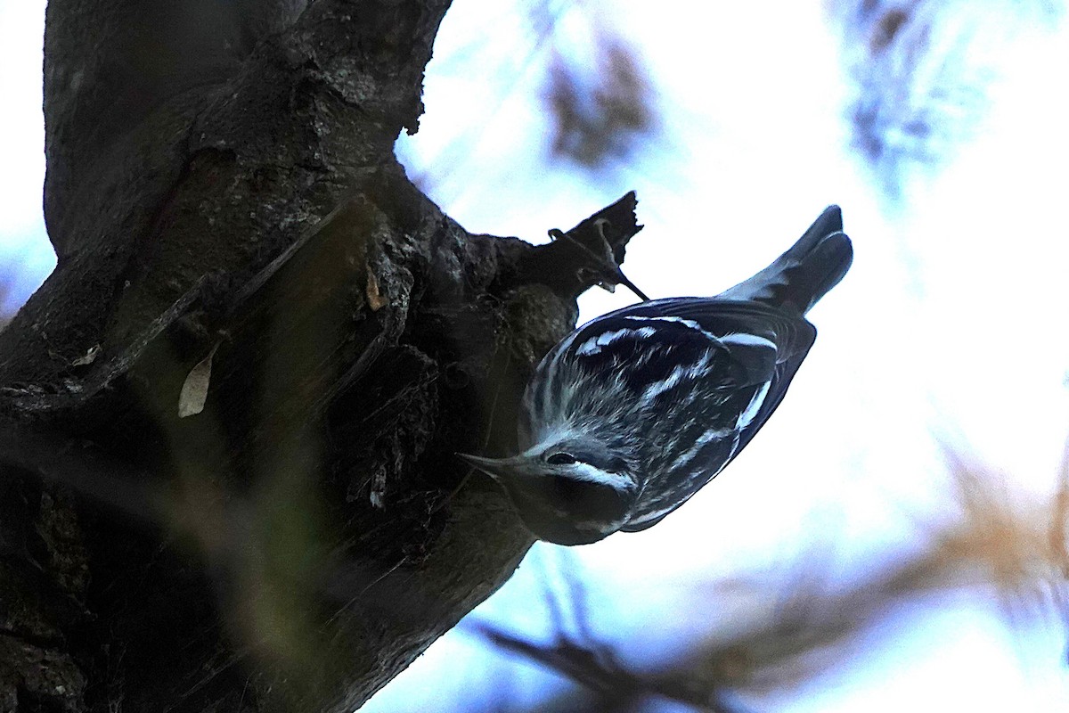 Black-and-white Warbler - ML646426420