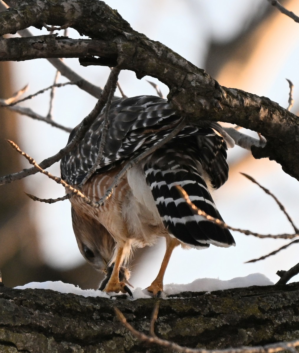 Red-shouldered Hawk - ML646426421