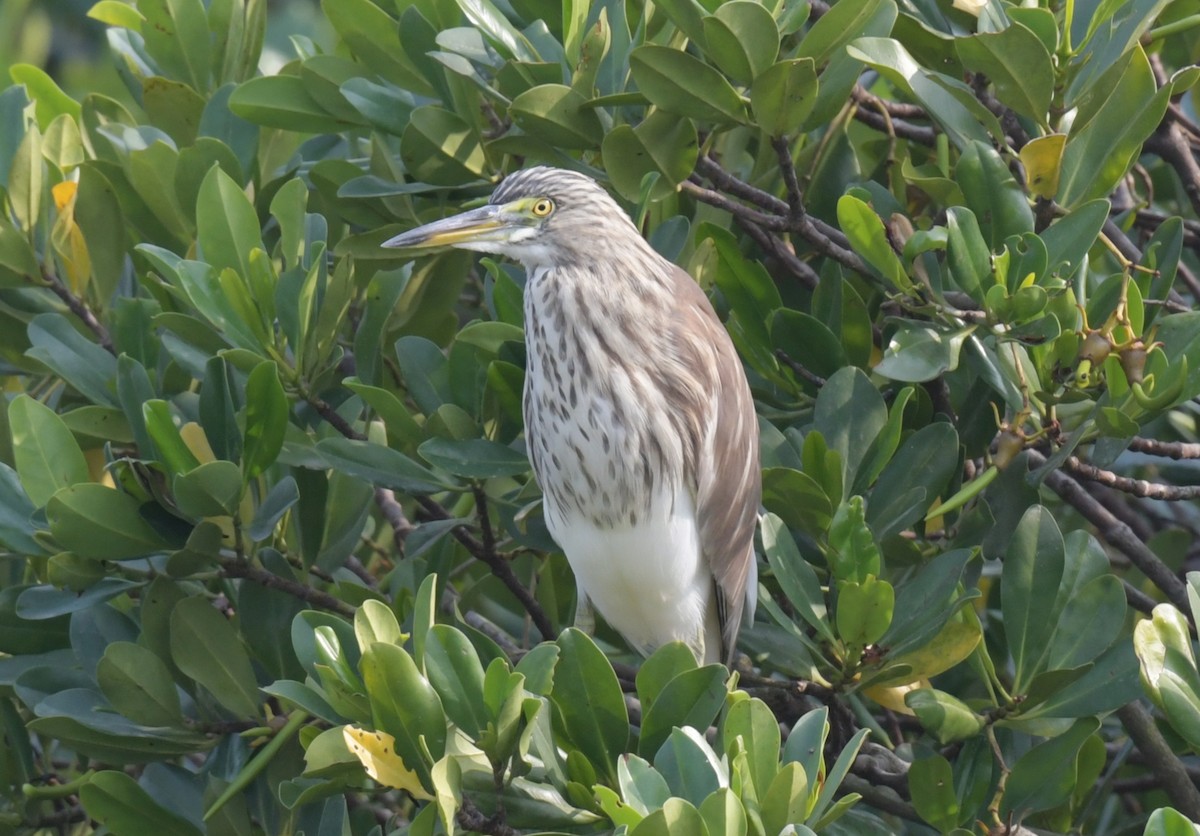 volavka čínská - ML646426422