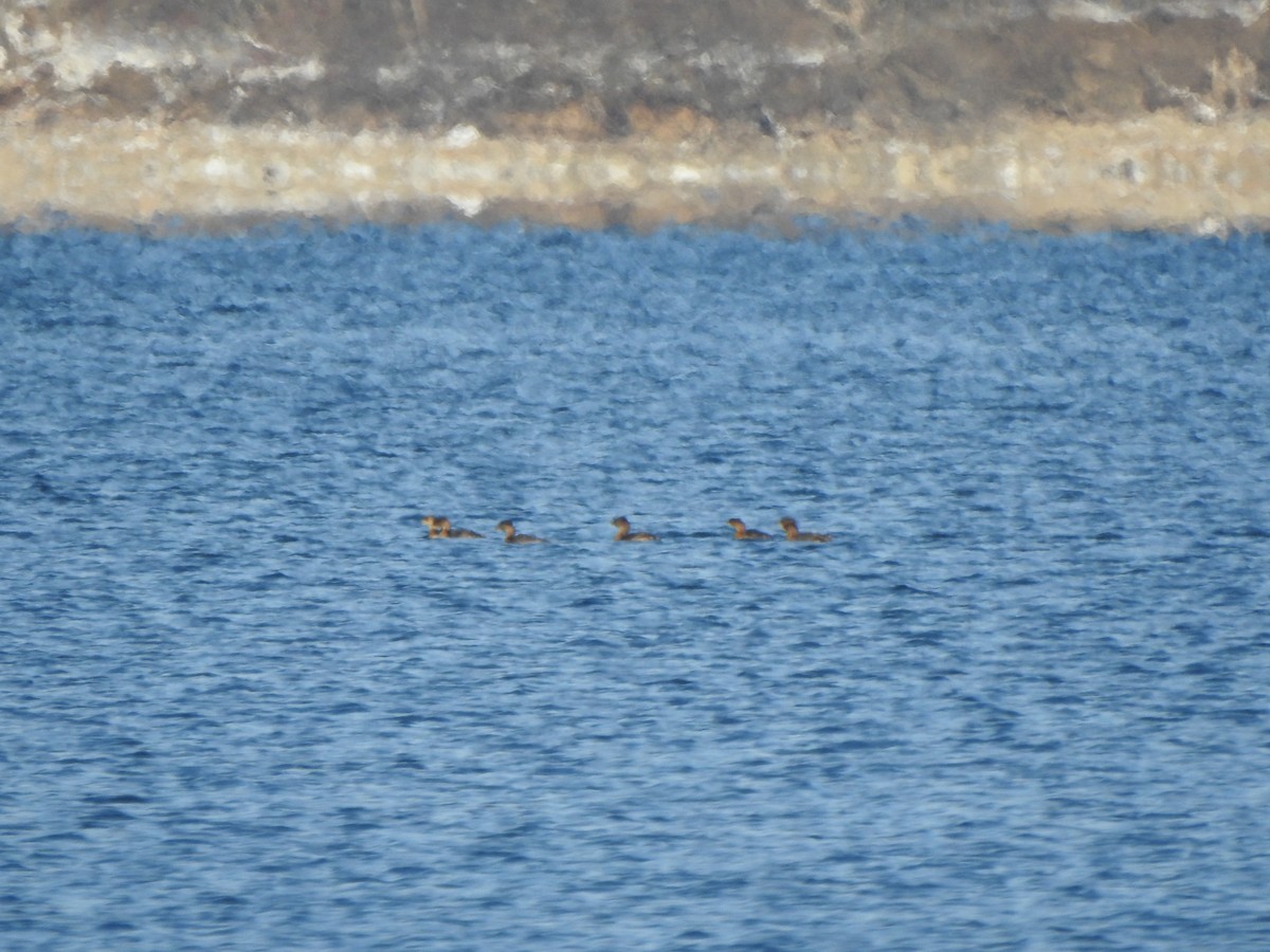 Pied-billed Grebe - ML646426423