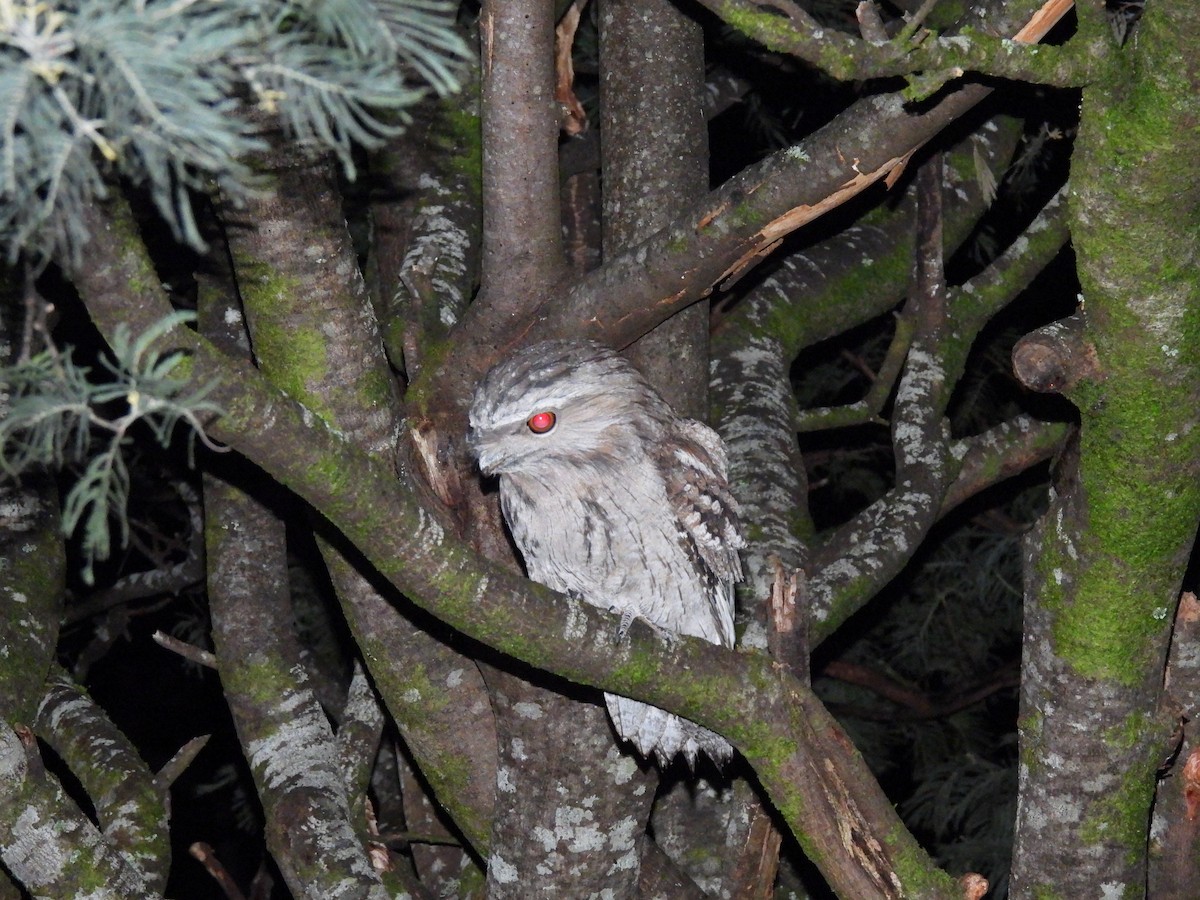 Tasmanian Boobook - ML646426431