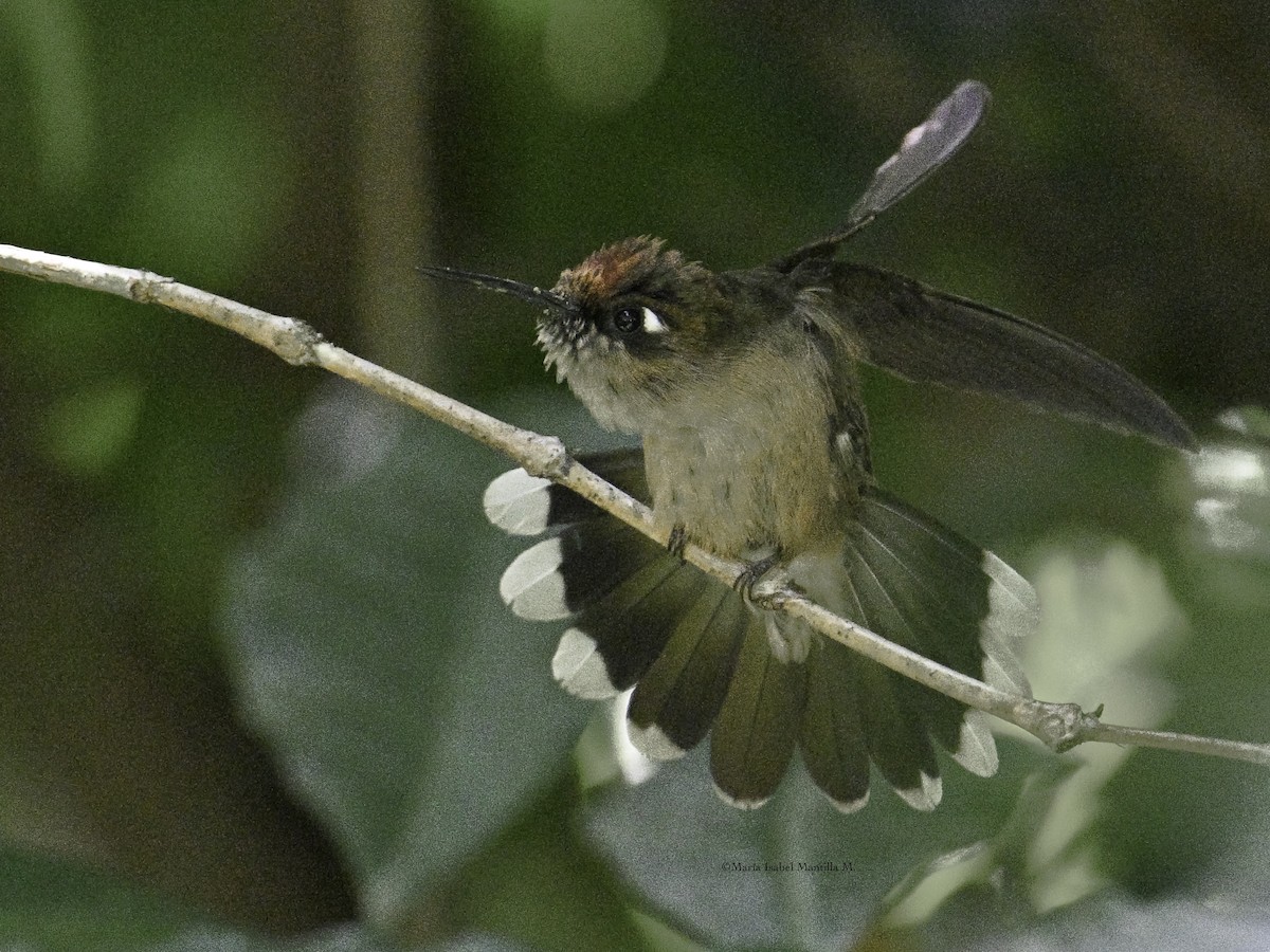 Tolima Blossomcrown - ML646426432