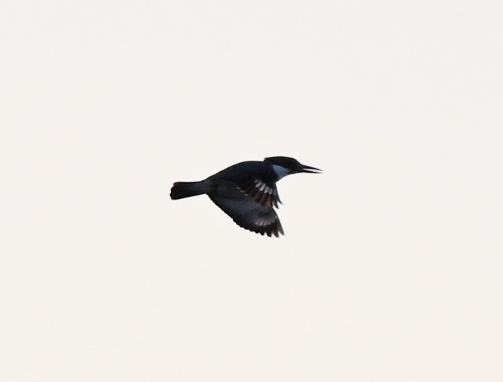 Belted Kingfisher - ML646426433