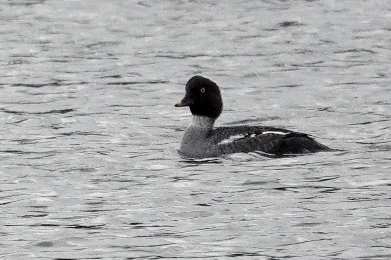 Barrow's Goldeneye - ML646426434