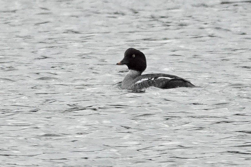 Barrow's Goldeneye - ML646426436