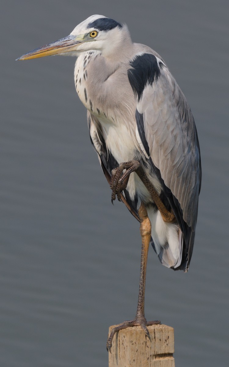 volavka popelavá - ML646426437