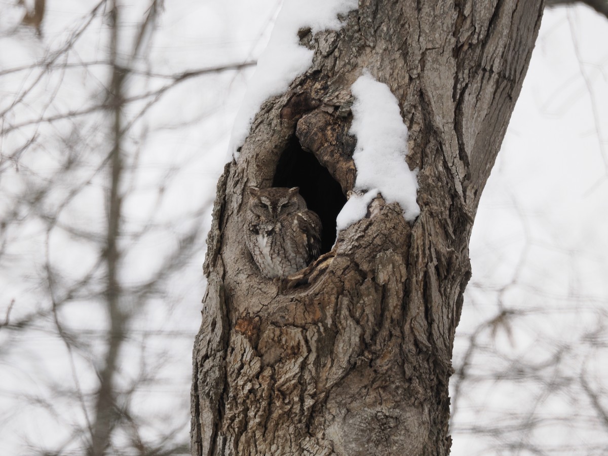 Восточноамериканская совка - ML646426438