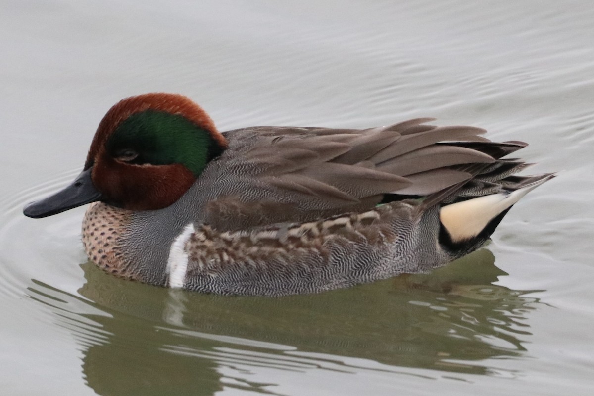 Green-winged Teal - ML646426444