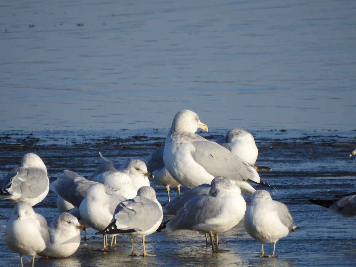 American Herring Gull - ML646426445