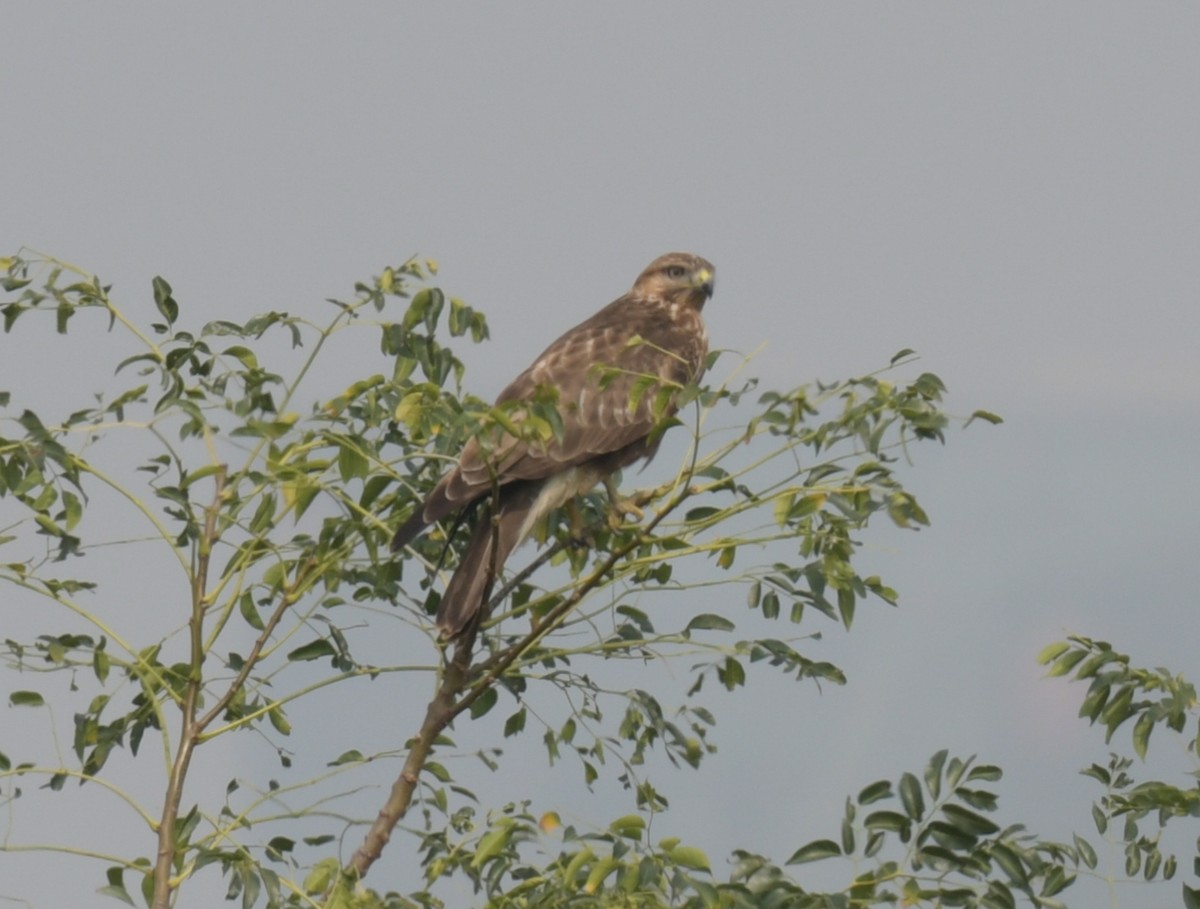 káně východní - ML646426446