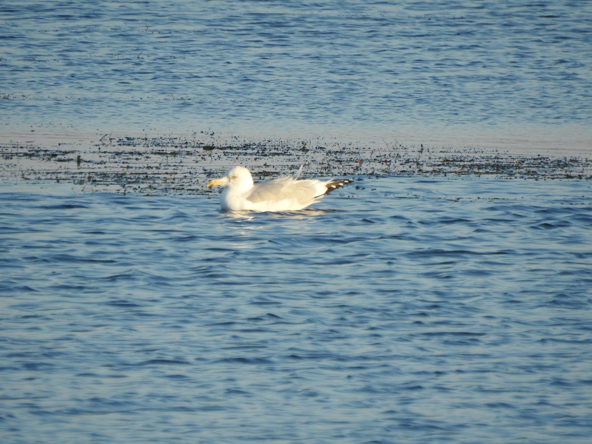 American Herring Gull - ML646426447