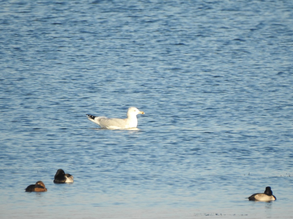 American Herring Gull - ML646426448