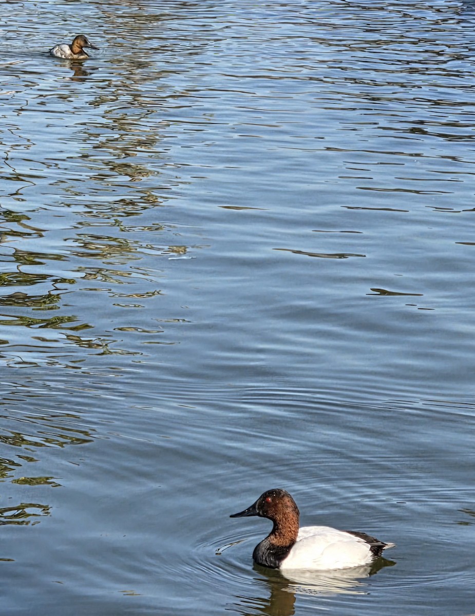 Murgilari bizkarzuria - ML646426449