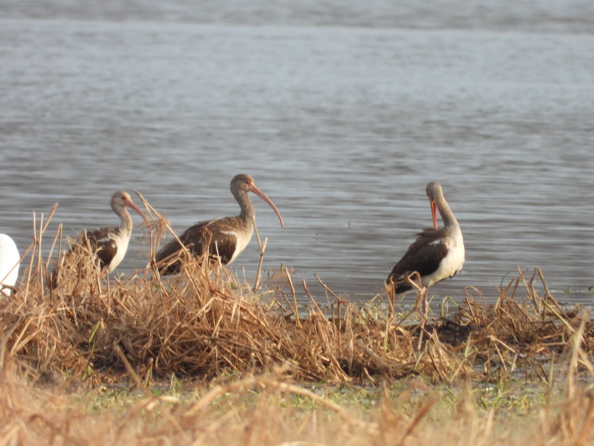 Schneesichler - ML646426451