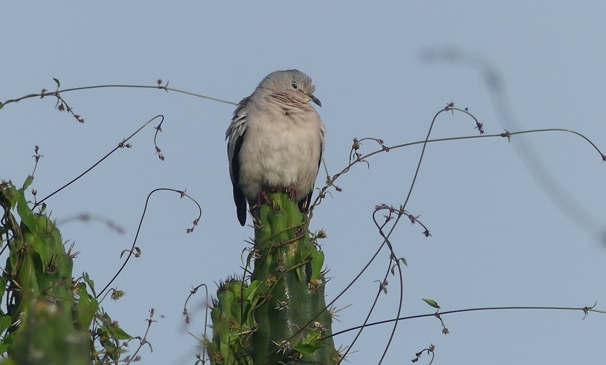 Picui Ground Dove - ML646426452
