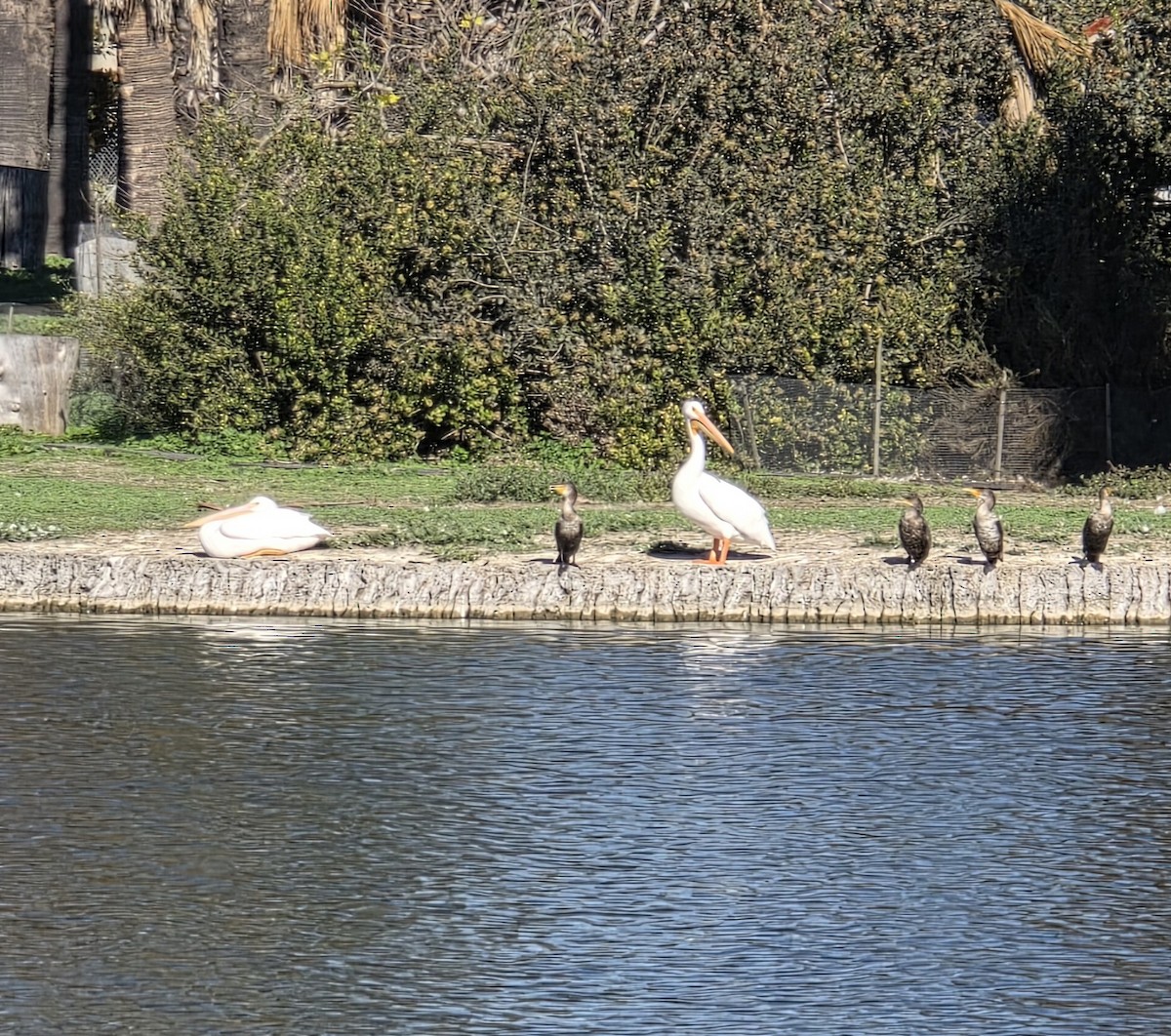 American White Pelican - ML646426453