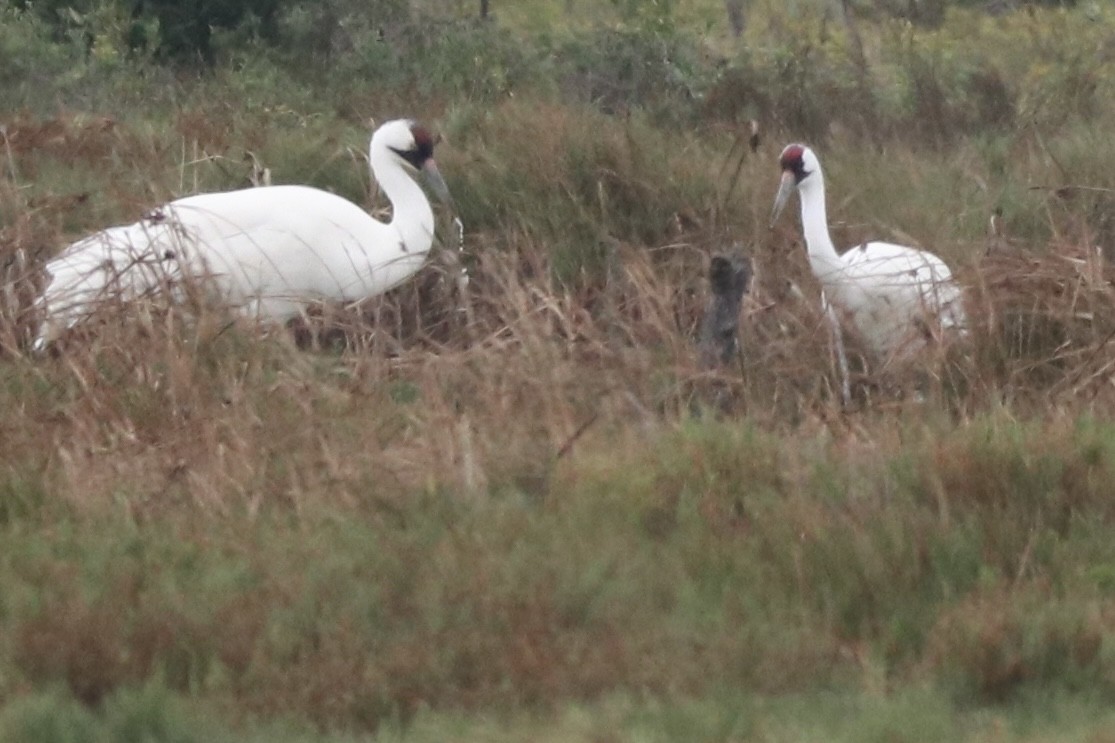 Whooping Crane - ML646426456