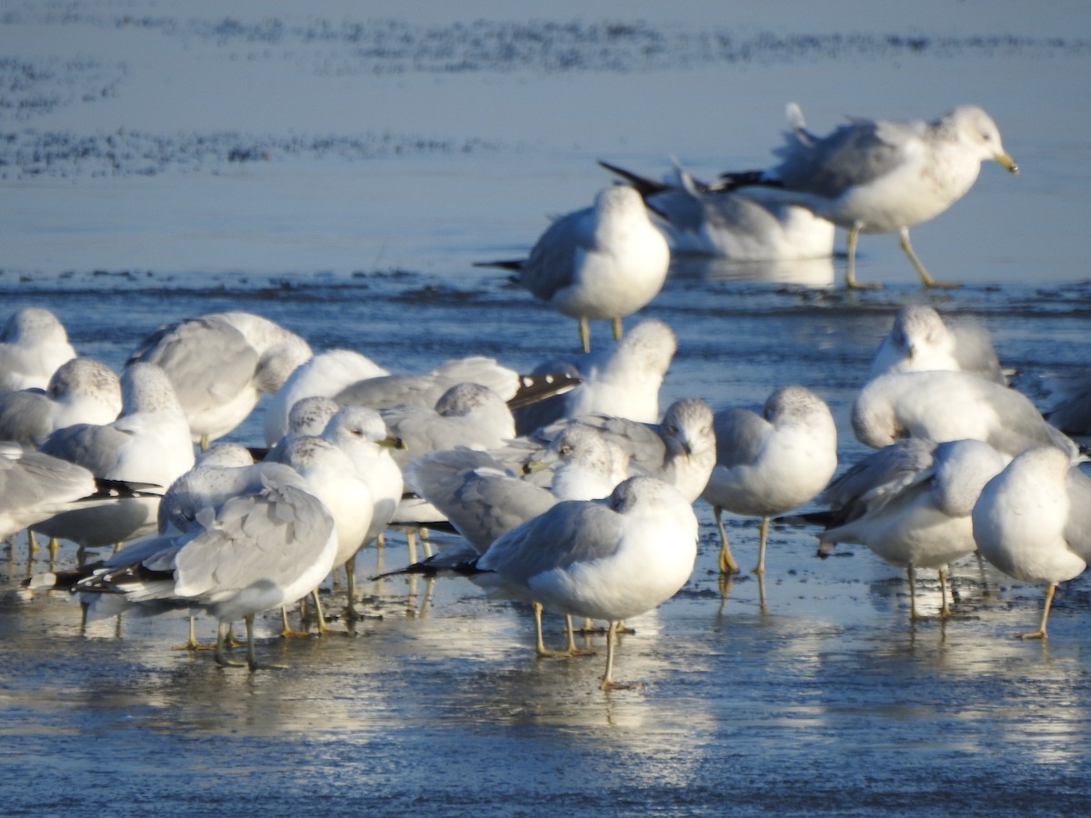 Ring-billed Gull - ML646426457
