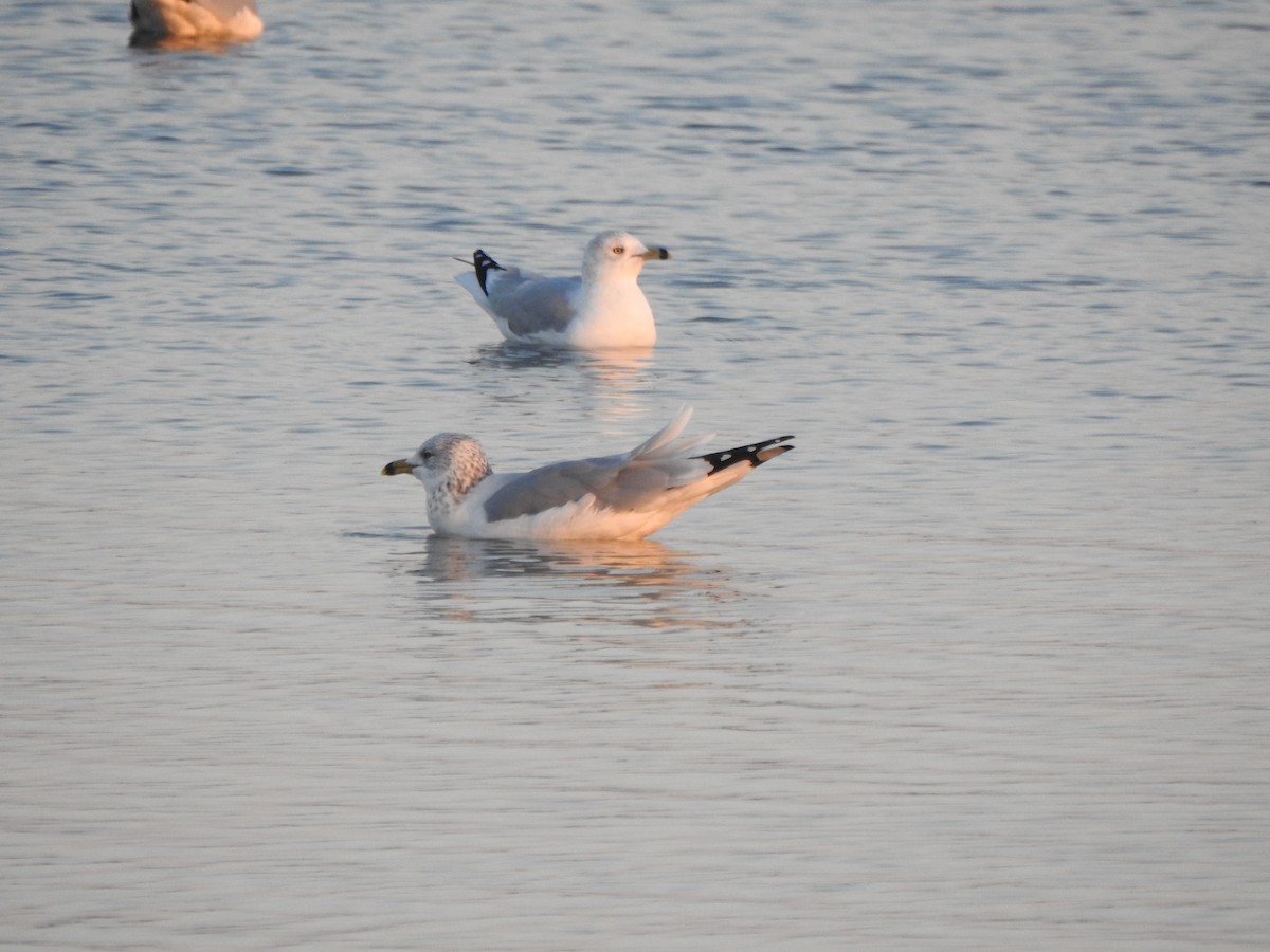 Ring-billed Gull - ML646426458