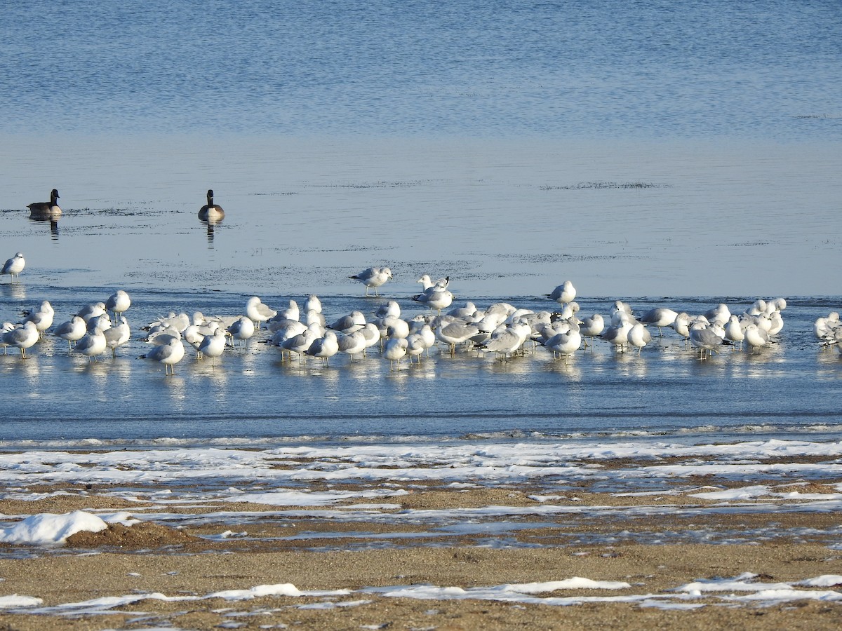 Ring-billed Gull - ML646426459