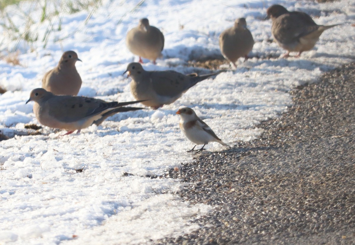 Snow Bunting - ML646426460