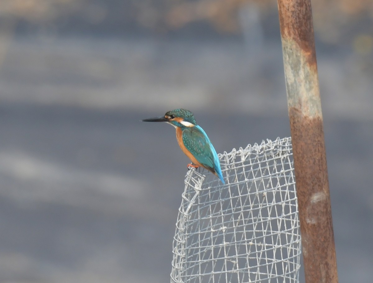 ledňáček říční - ML646426461