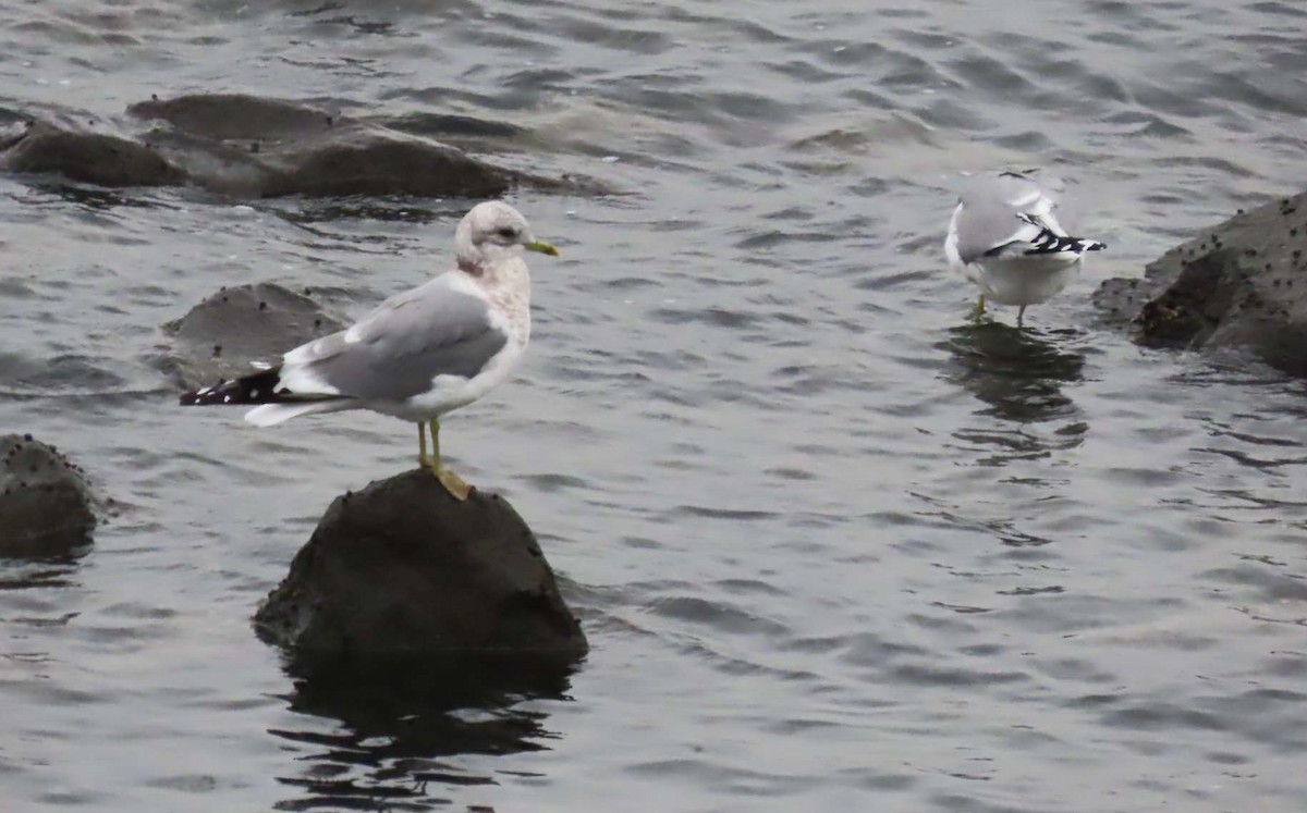 Short-billed Gull - ML646426462