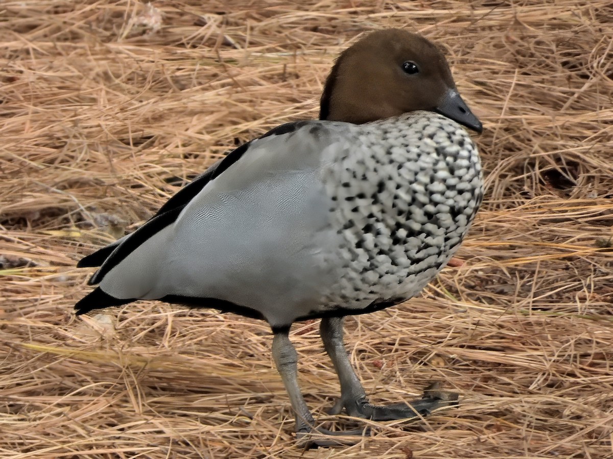 Maned Duck - ML646426465