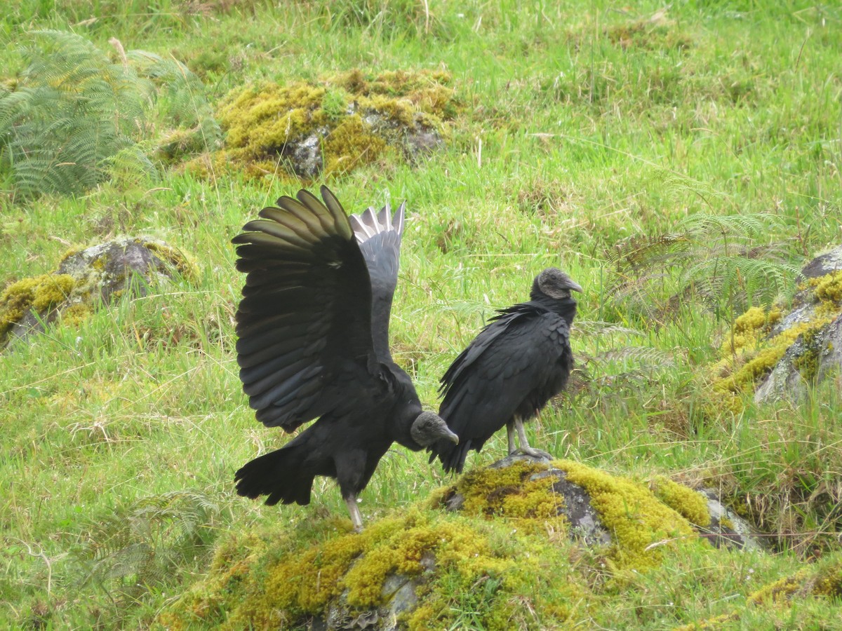Black Vulture - ML646426468